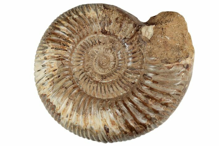6" Jurassic Ammonite (Perisphinctes) - Madagascar